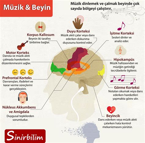 Müzik Dinlerken Beyin Aktivitesi